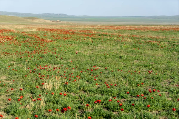Beautiful Nature Georgia Khahetia Travel Fields — Stock Photo, Image