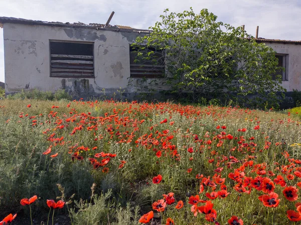 Senderismo Primavera Georgia Región Kahetia Naturaleza Los Campos — Foto de Stock