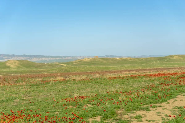 Beautiful Nature Georgia Khahetia Travel Fields — Stock Photo, Image