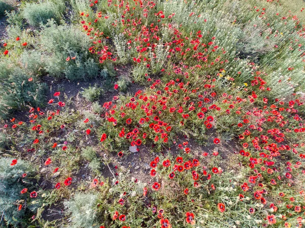 Czerwony Maki Natura Kwiaty Eko Podróże — Zdjęcie stockowe