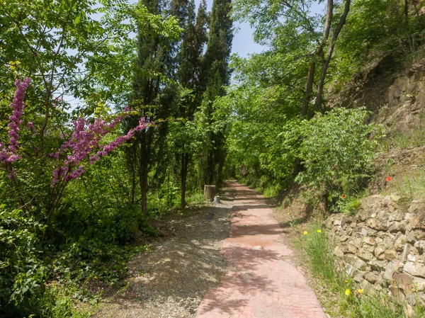 Tbilisi Naturaleza Jardín Botánico Ecológico Parque Para Flora Verde —  Fotos de Stock