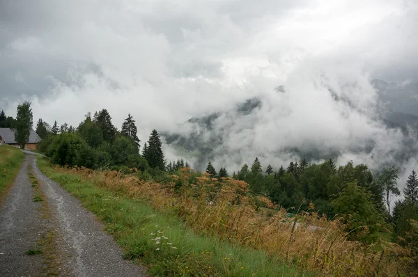 Alpine forest nature — Stock Photo, Image