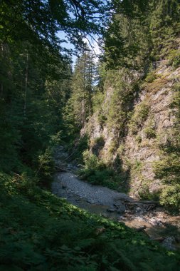 ormanda Fransız alps