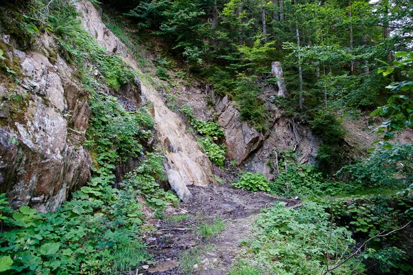 Foresta nelle Alpi francesi — Foto Stock