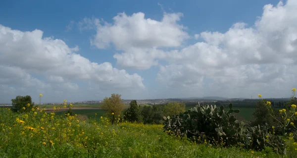 Весна в Ізраїлі — стокове фото