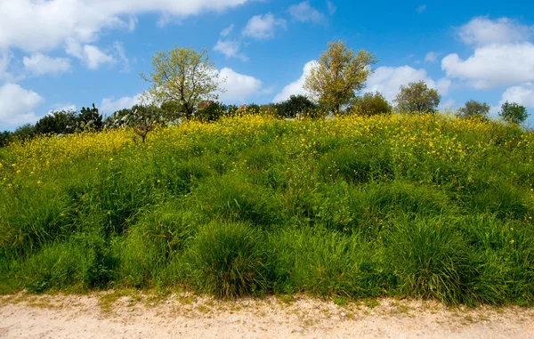 Primavera in Israele — Foto Stock