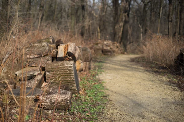 Passeggiare in un parco — Foto Stock