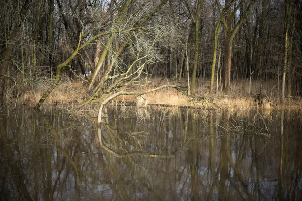 El reflejo de los árboles en el agua —  Fotos de Stock