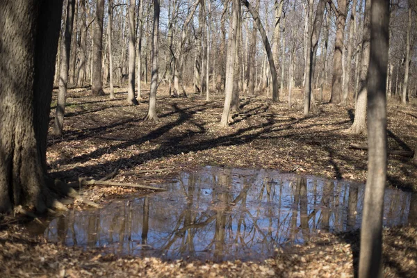 Riflessione di alberi in un'acqua — Foto Stock