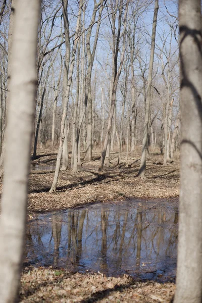 Bir suda ağaçların yansıması — Stok fotoğraf