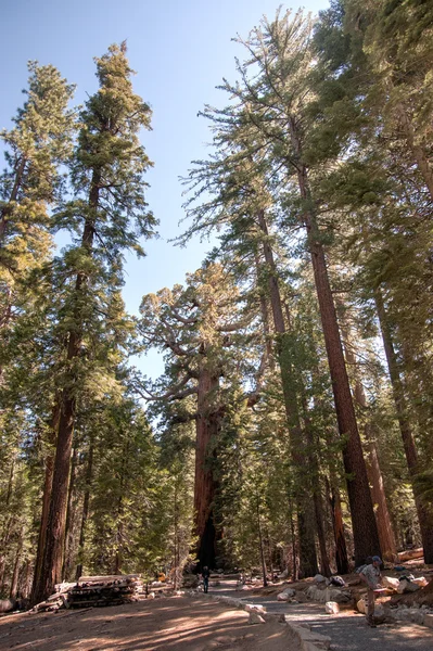 Giant Sequoia in Yosemite — Stock Photo, Image