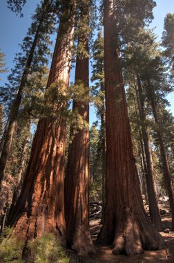 Dev Sequoia Yosemite içinde