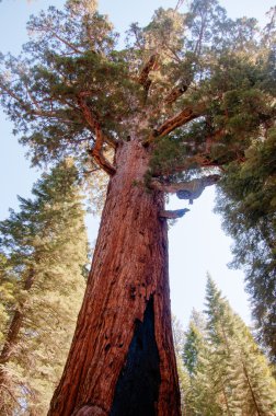 Dev Sequoia Yosemite içinde