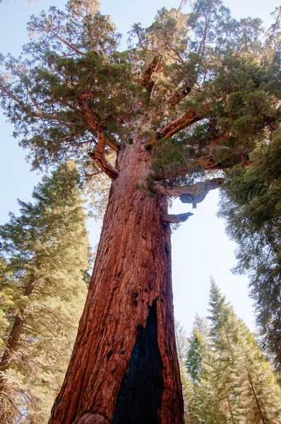 Dev Sequoia Yosemite içinde