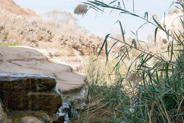 Water spring in a desert — Stock Photo, Image