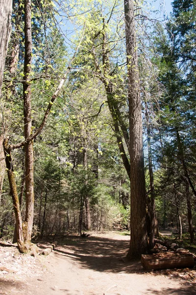 Randonnées en forêt — Photo