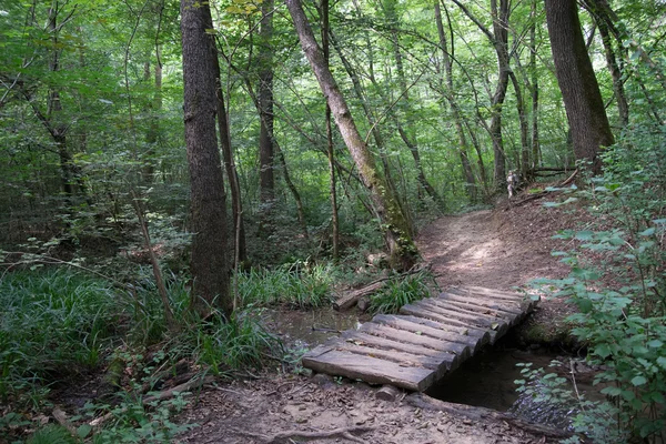 Wandelen in het bos — Stockfoto