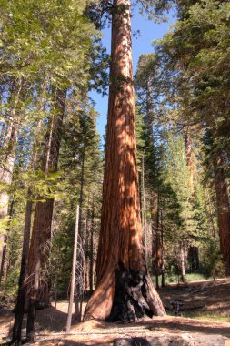 Dev Sequoia Yosemite içinde