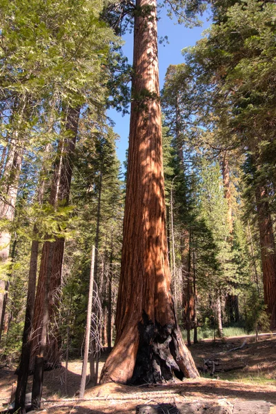 Dev Sequoia Yosemite içinde