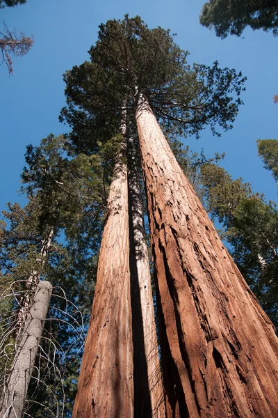 Séquoia géant à Yosemite Images De Stock Libres De Droits