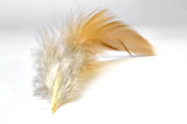 Brown hazel feather on the white background — 스톡 사진
