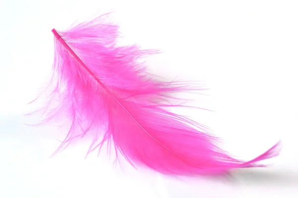 Beyaz arka planda, mor tüy yakın çekim