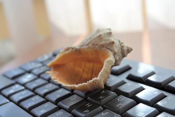 Keyboard with shell - abstract office background — Stock Photo, Image