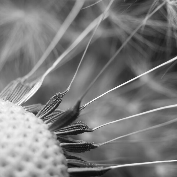 Dandelion photo close-up