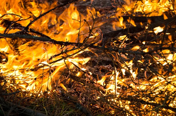 Bonfire close-up photo — Stock Photo, Image