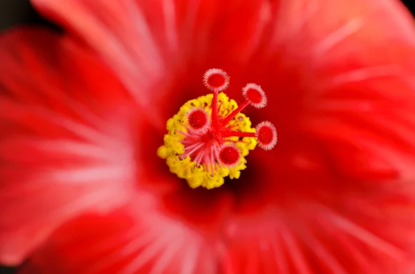 Hibiskusblüte — Stockfoto