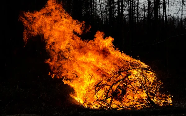 Heldere brand in bos — Stockfoto