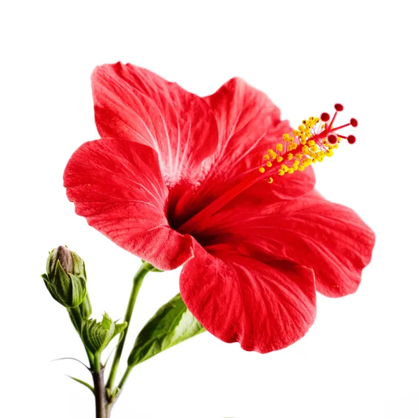 Hibiscus red flower Stock Image
