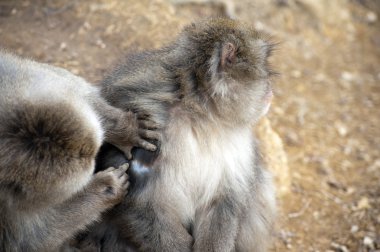 Friendly monkey preening friend clipart