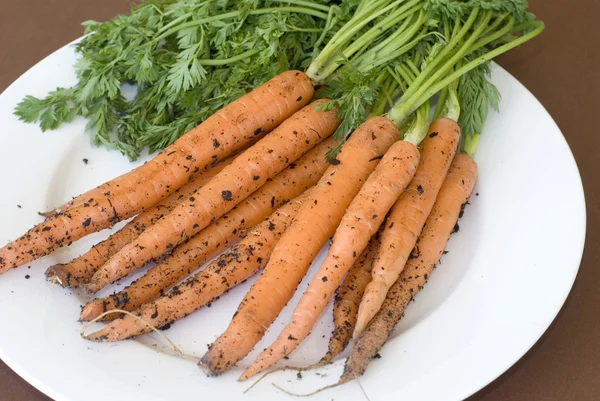 Carottes récemment retirées du sol sur une assiette — Photo