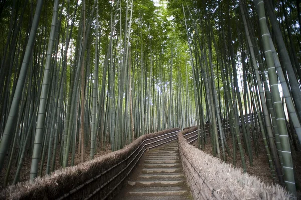 Bamboo walk Adashino Nembutsu-ji Temple — Stock Photo, Image