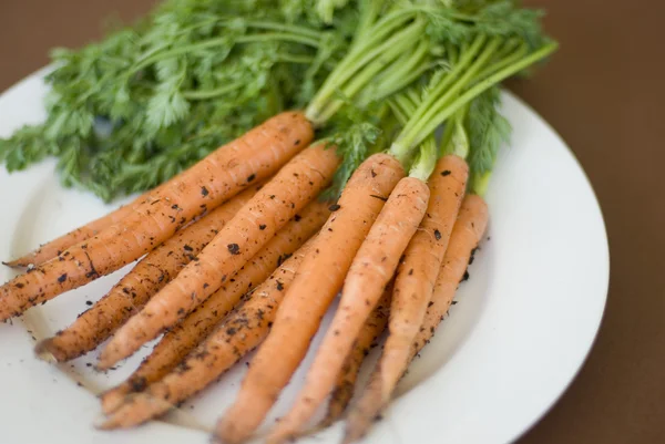 Свежесобранная морковь из сада — стоковое фото