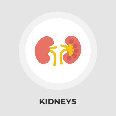 İnsan böbrek düz simgesi