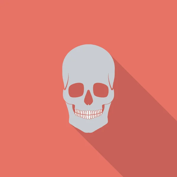 Anotomy skull — Stock Vector