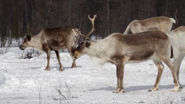 reindees