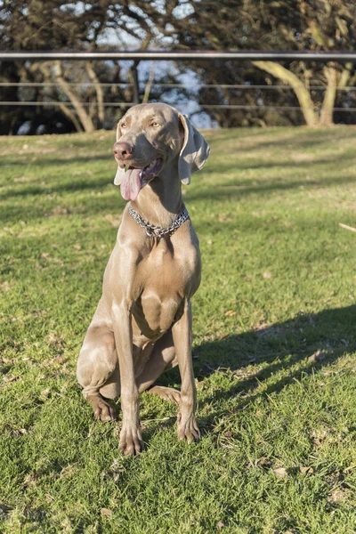 Weimaraner assis sur l'herbe — Photo