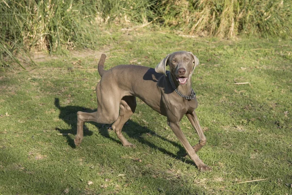 Weimaraner in esecuzione — Foto Stock