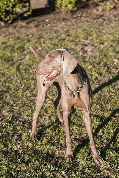 Weimaraner стоячи профіль 02 — стокове фото