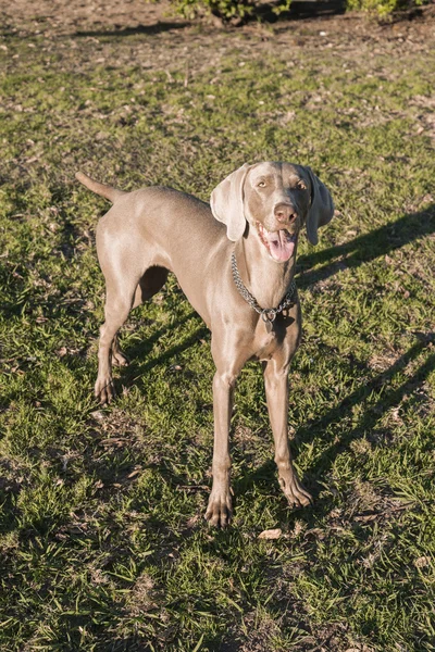 Weimaraner debout devant — Photo