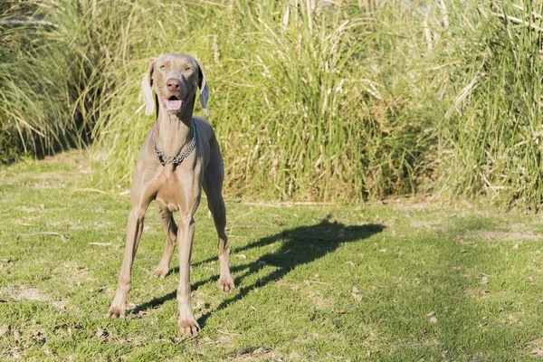 Weimaraner buscando —  Fotos de Stock