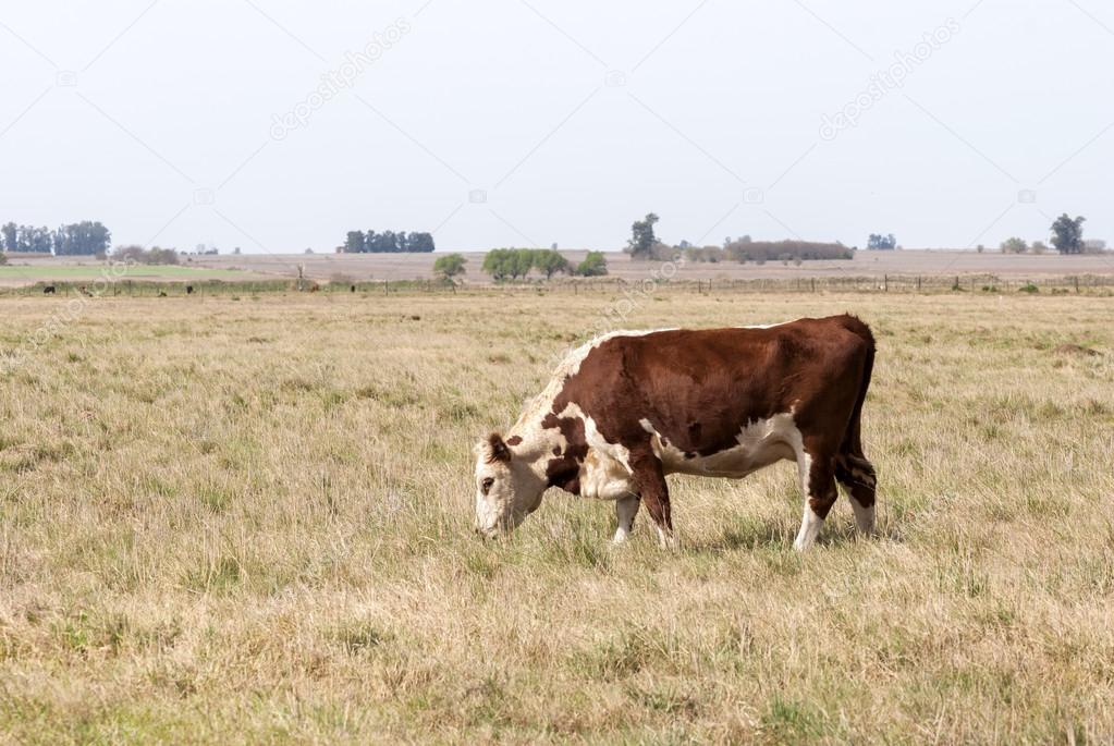 Lonely Cow Grazing