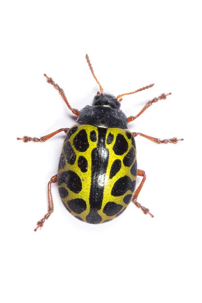 Sarı uğur böceği böcek — Stok fotoğraf