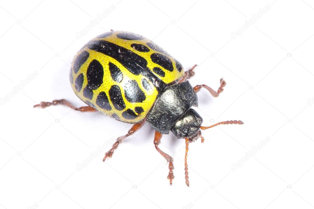 Yellow Ladybird Beetle