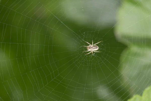 Spider Web — Stock Photo, Image