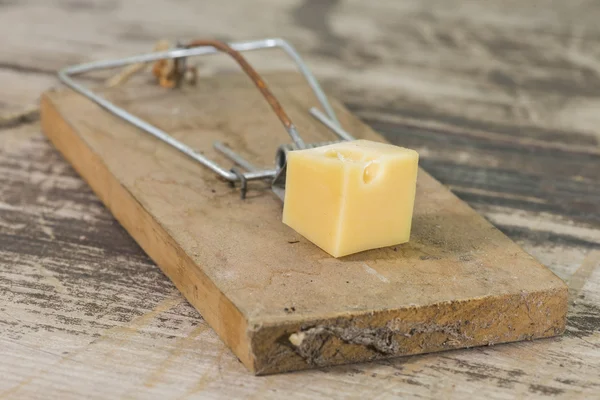 Mousetrap 2 — Stock Photo, Image