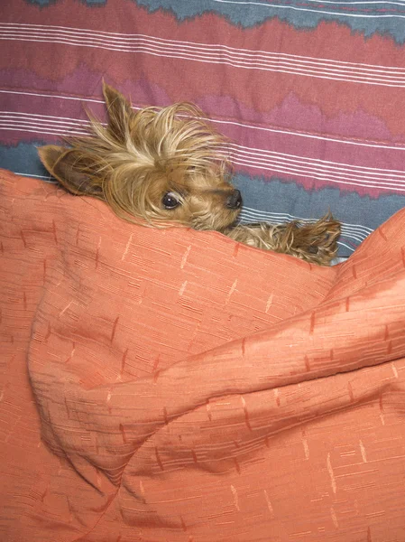 Yorkshire Dog in Bed — Stock Photo, Image